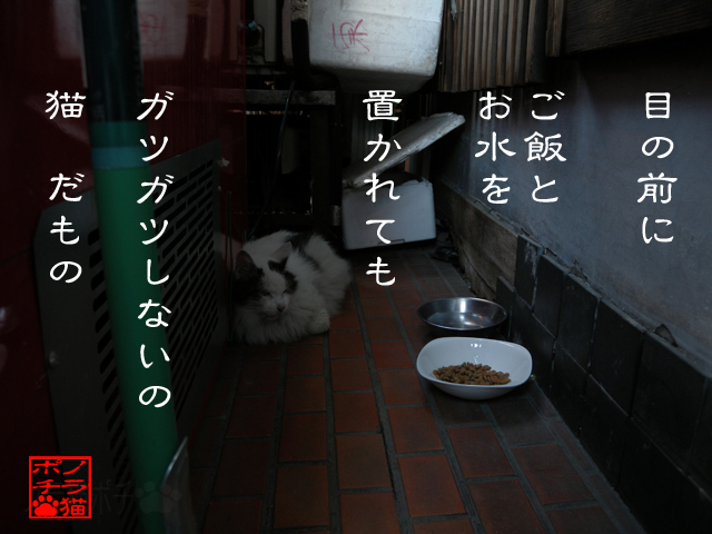 いる分だけしか食べないにゃん.jpg