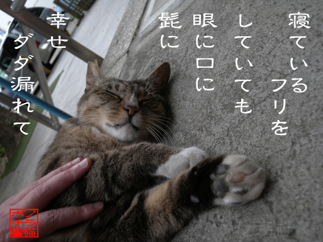 お互いにモフモフするのは幸せにゃん.jpg