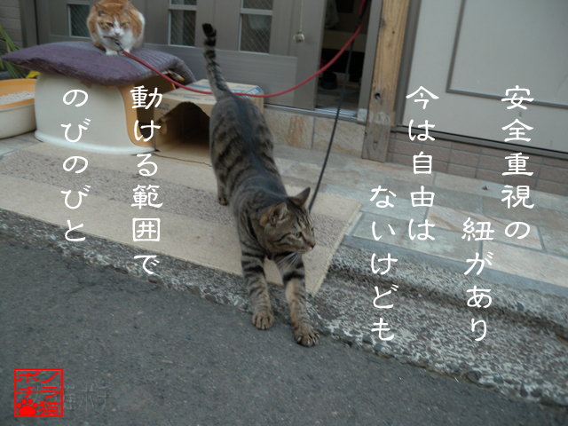 お婆ちゃんの優しさにゃん.jpg