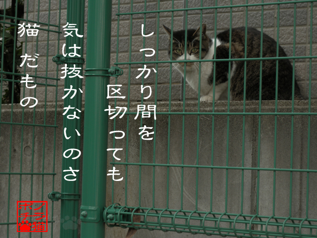 こっちに来たらばゆるさんにゃん.jpg
