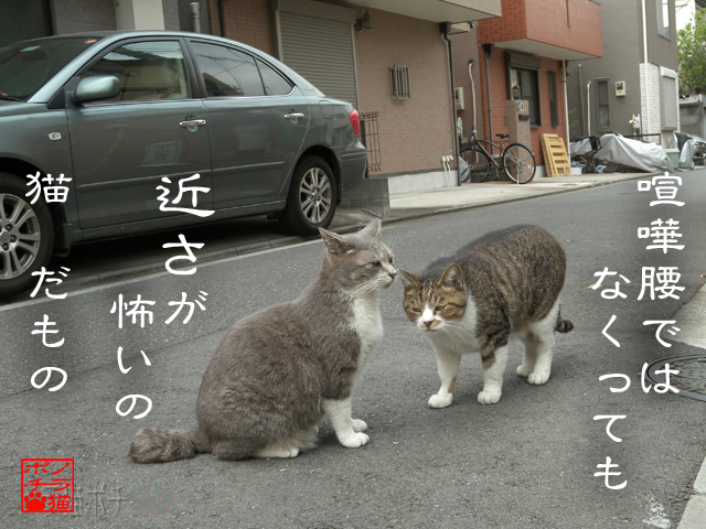 こんだけ近けりゃ不審だにゃん.jpg