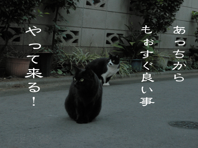 ご飯が来るにゃん.jpg