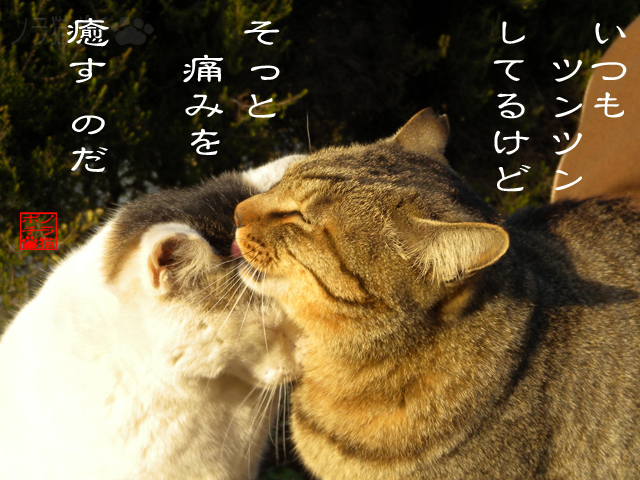 しんどい時には頼れだにゃん.jpg