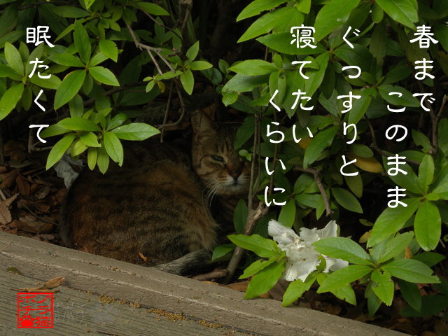 そっと寝させてくれなのにゃん.jpg