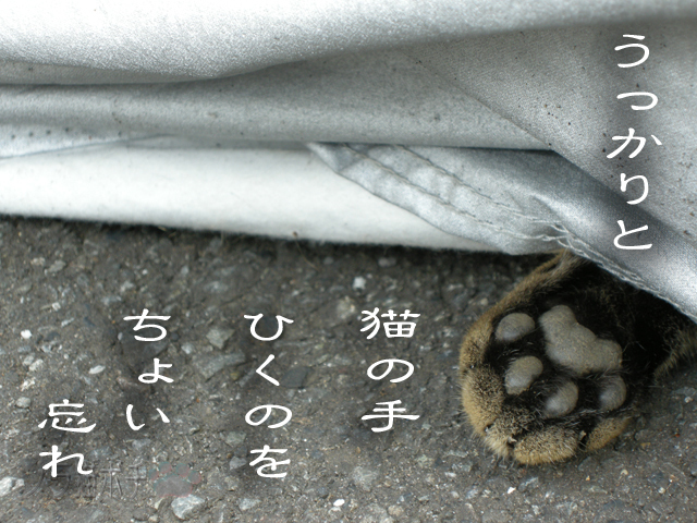 はみ出してたにゃん.jpg