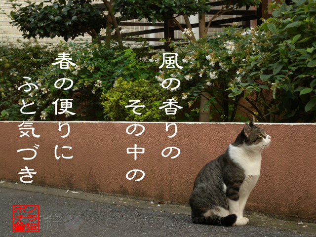 ぼちぼち畑の準備だにゃん.jpg