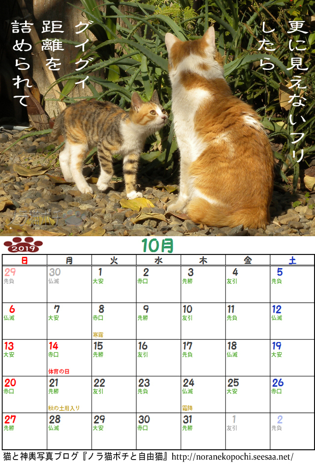 9周年企画 ノラ猫ポチと自由猫19年カレンダー 10月 ぼやき写真ｖｅｒ ノラ猫ポチと自由猫