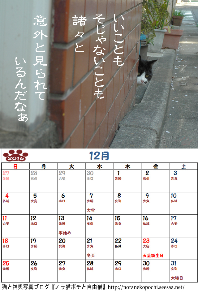６周年企画 ノラ猫ポチと自由猫2016年カレンダー １２月 ぼやき写真