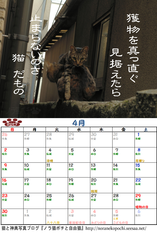 ７周年企画 ノラ猫ポチと自由猫2017年カレンダー ４月 ぼやき写真