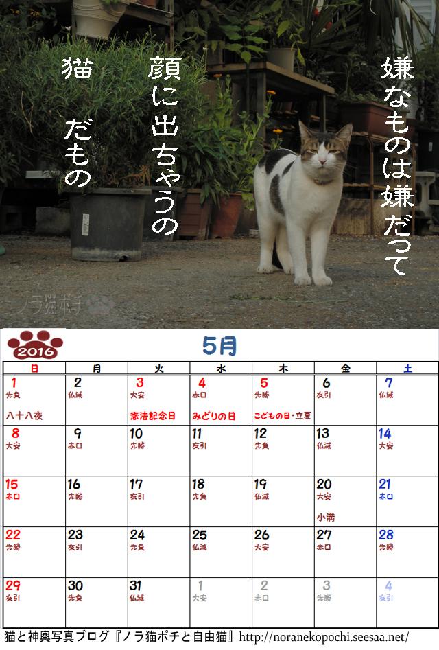 ６周年企画 ノラ猫ポチと自由猫2016年カレンダー ５月 ぼやき写真