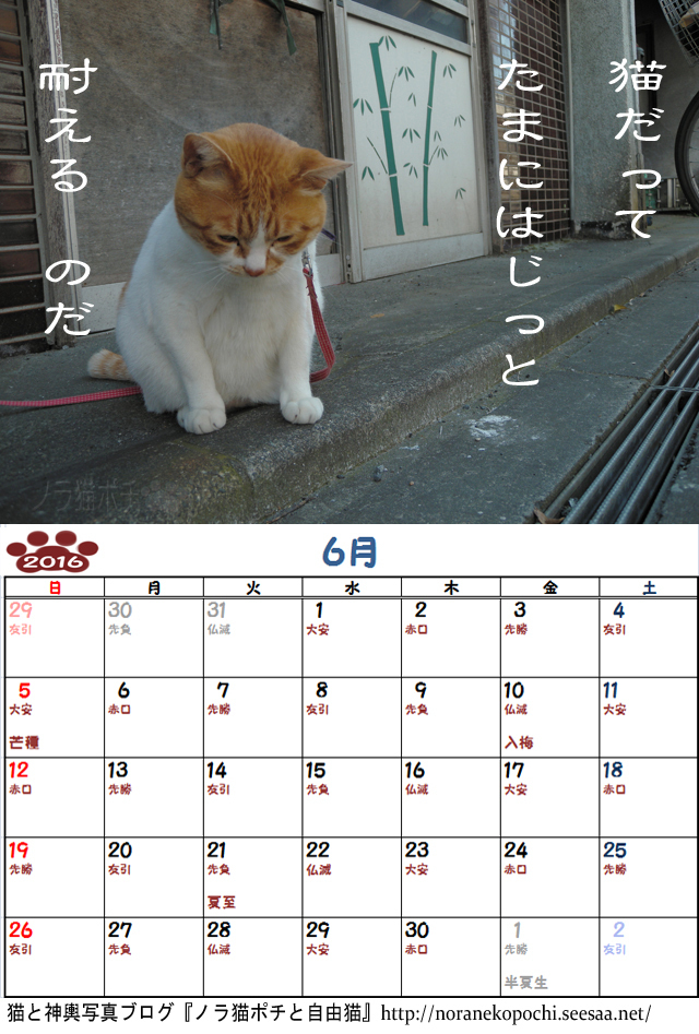６周年企画 ノラ猫ポチと自由猫2016年カレンダー ６月 ぼやき写真