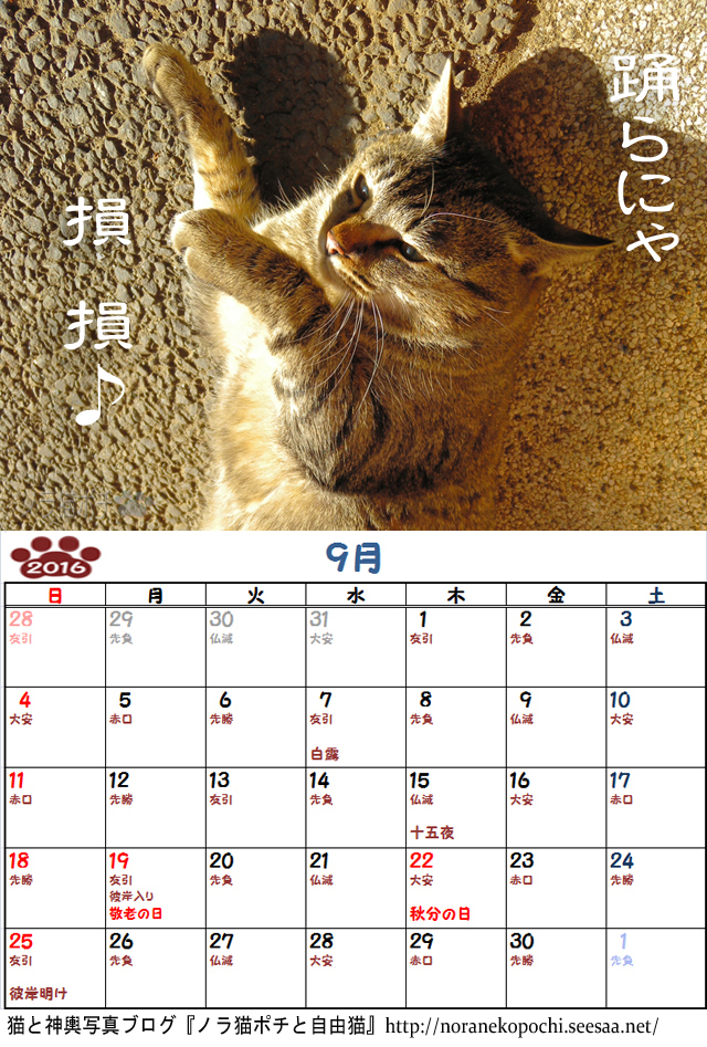 ６周年企画 ノラ猫ポチと自由猫16年カレンダー ９月 ぼやき写真ｖｅｒ ノラ猫ポチと自由猫