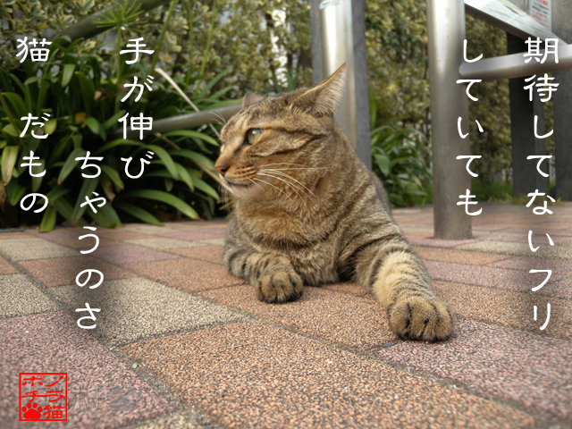 ぽーかーふぇいすで待ってるにゃん.jpg