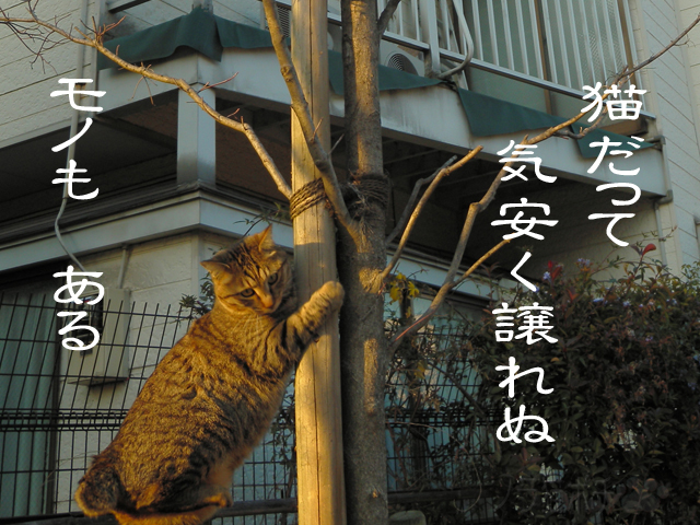 ゆずれないにゃん.jpg