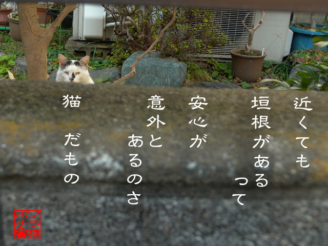 わりと小心者なのにゃん.jpg