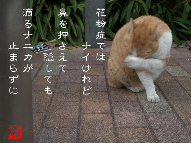 アレルギーとか気のせいにゃん.jpg