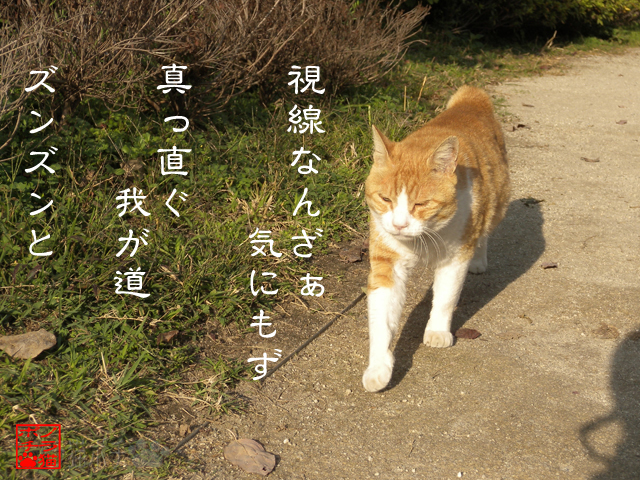 ココはオイラの縄張りにゃん.jpg