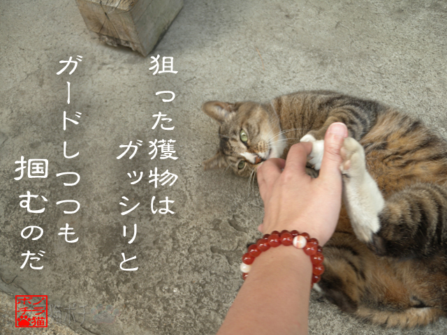 シッカリ見ながら狙うのにゃん.jpg