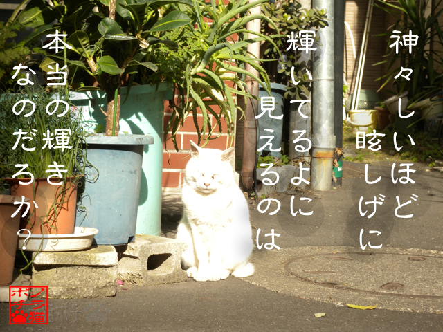 シャッター速度の間違いにゃん.jpg