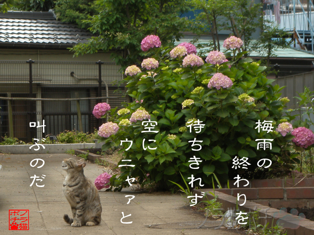 ジメジメし過ぎは苦手だにゃん.jpg