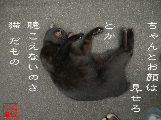 ジョウシキなんざぁいらんのにゃん.jpg