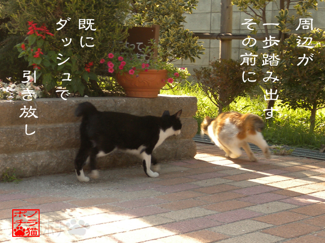 スタートダッシュは大事だにゃん.jpg
