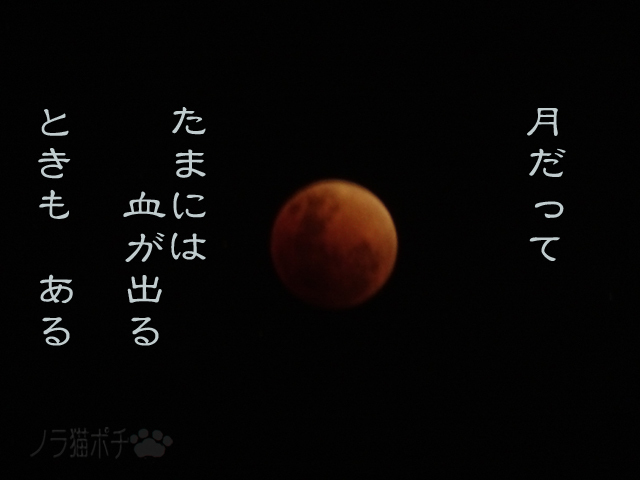 ブルーブラッドなんとやら.jpg
