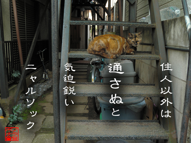 ブロック役なら任せろにゃん.jpg