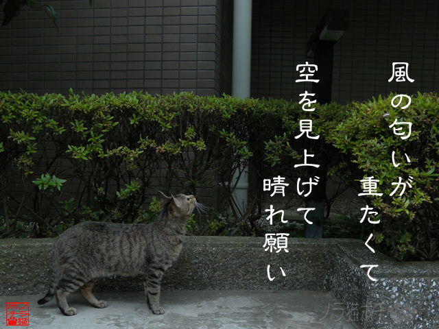 ライフはもうゼロにゃん.jpg