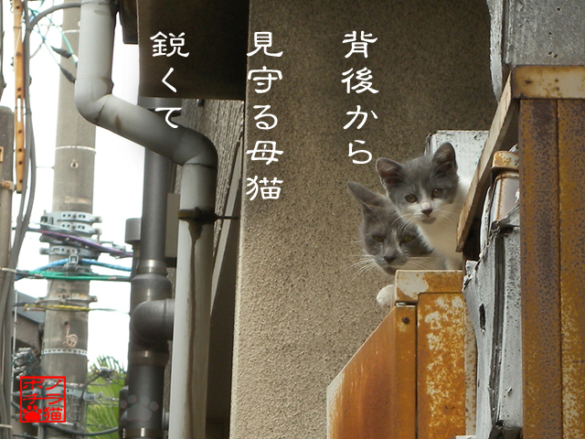 不審な動きはさせんのにゃん.jpg