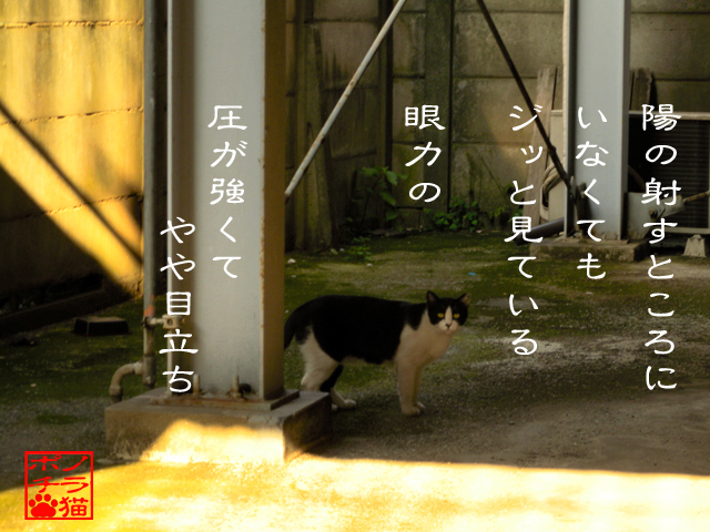 今は日陰で過ごすのにゃん.jpg