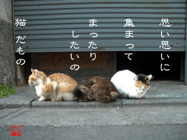 会話が無くても安心にゃん.jpg