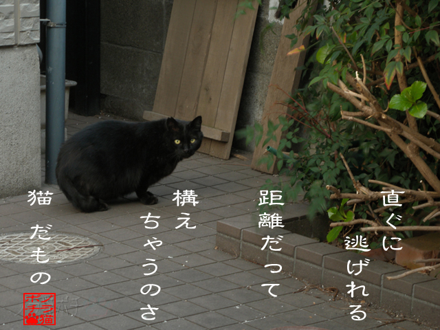 低さと速さがが決め手だにゃん.jpg