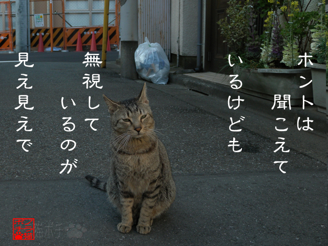 何が何でも知らんのにゃん.jpg