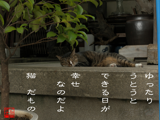 何もしないも至福だにゃん.jpg