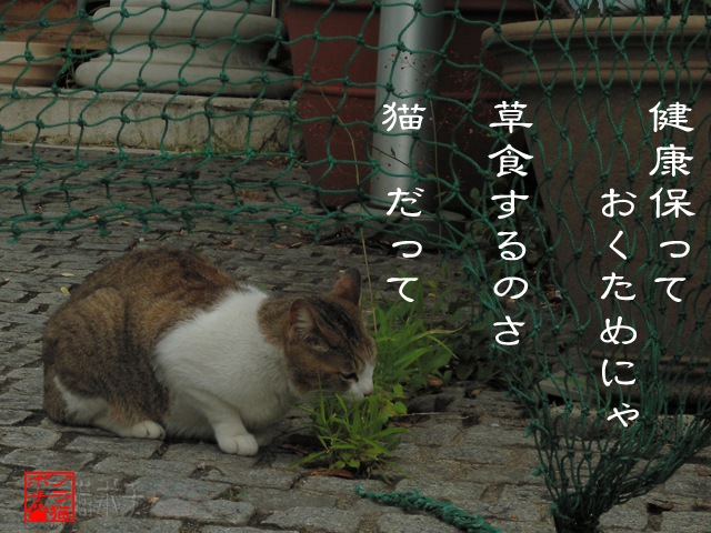 健康バランス大事だにゃん.jpg