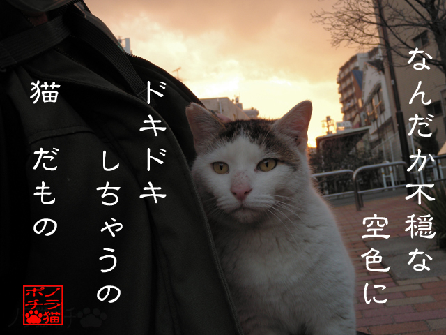 凌げるところに隠れるにゃん.jpg