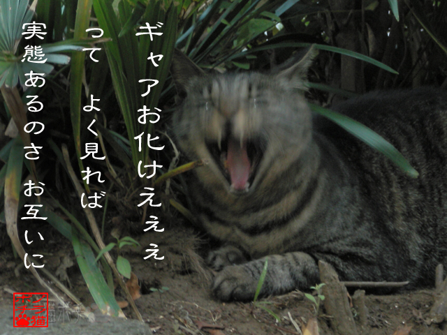 分からないから怖いのにゃん.jpg