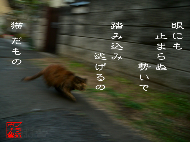 前のめりつつ逃げるのにゃん.jpg
