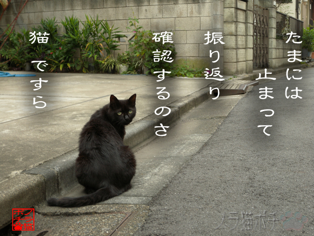 前後確認大事だにゃん.jpg