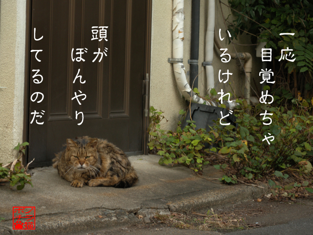 動くにゃまだちょいシンドイにゃん.jpg