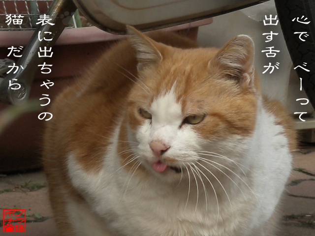 化かし合いよか良いかもにゃん.jpg