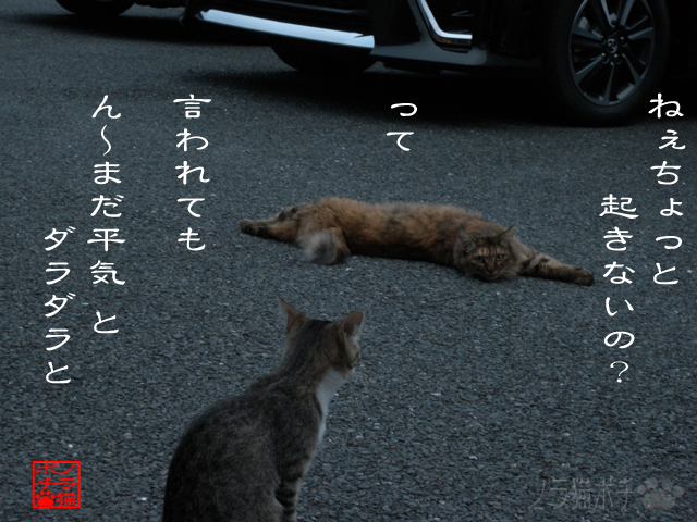 危機感ナニソレ美味いのにゃん.jpg