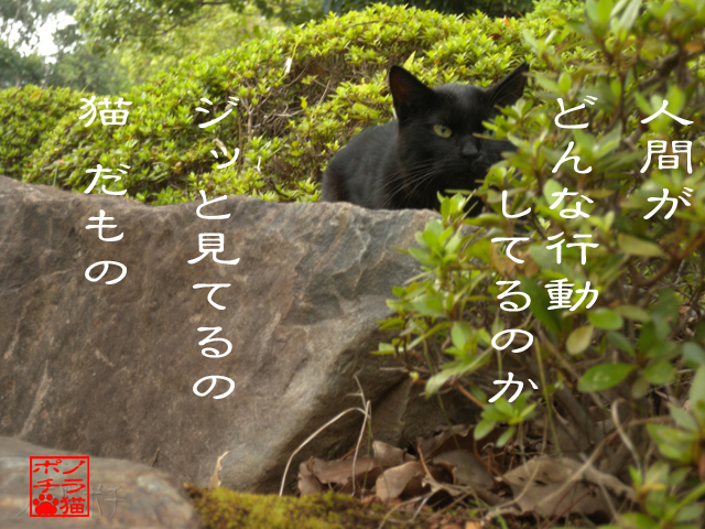 危険がないよに見てるのにゃん.jpg