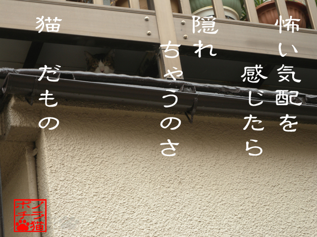 危険は逃げるが普通だにゃん.jpg