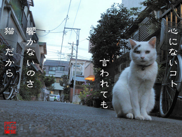 取り繕っても無駄なのにゃん.jpg