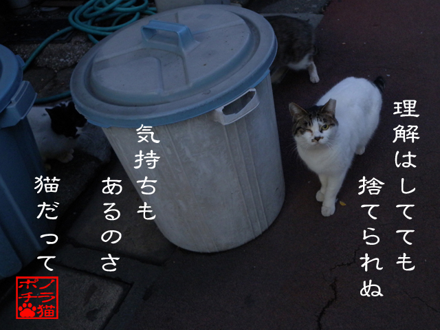 受け入れてるから捨てないにゃん.jpg