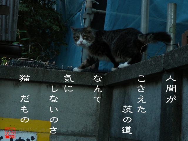 器用に避けつつ生きるのにゃん.jpg