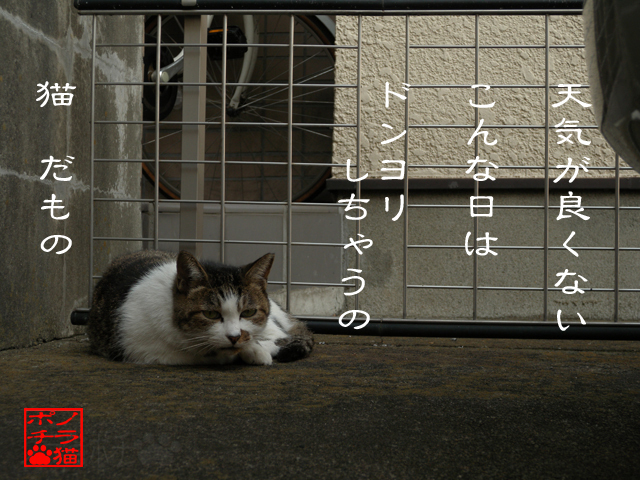 圧の乱れは苦手だにゃん.jpg
