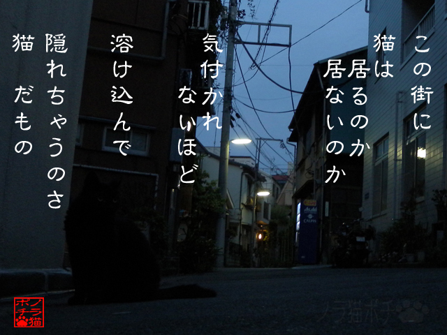 夜はオイラの時間だにゃん.jpg